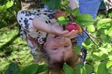 We picked our apples green before the frost