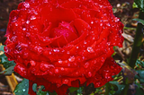 Flower (Rose)