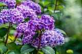 Plant Rx: Hydrangea Won’t Bloom