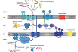 The Complex Life Of Plants: Mitochondrial Translocase Complexes
