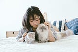 Woman laying on bed playing with two fluffy cats