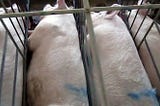 5 Facts about Factory Farming You Should Know