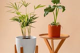 Potted Plants That Will Grow Well in Low Winter Sunlight