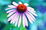 The Benefits Of Echinacea