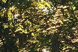 Warm summer sun slants down from the upper right onto leafy branches in the foreground, while the copse in the background remains shady and cool, with only occasional rays and pools of light.