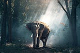 The Elephant Who Wanted to Forget