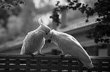 A black and white photo of two cockatoos, with one preening the other.