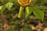 A yellow and orange Tulip tree bloom lands on a twiggy plant, making it look like a new species of flowering plant.