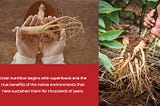 10 Astounding Benefits of Korean Ginseng for Your Mind and Body