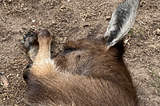 A kangaroo fast asleep.