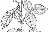 Rose Grandiflora Coloring Pages for Kids and Adults