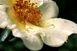 The Intelligence Bringing Shape and Form to Flowers