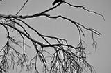 Crow on a branch in black and white. Photo by Mark Tulin.