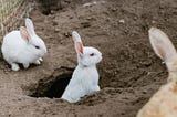 Three rabbits in a dirt field, one partially in a hole