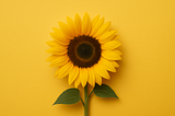 Make Better Models — Inductive Bias and Symmetries in Machine Learning