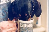 Small dog sips coffee from a mug