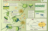 4 Principles for Effective Scientific Design