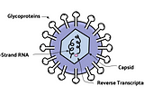 Where is the HIV Vaccine?