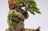 “Nature’s Masterpiece: The Art of Bonsai Trees in Rock Formations”