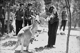 A boy wearing a band uniform feeds a wallaby in a park.