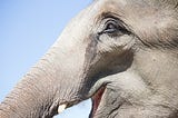 Photo of an elephants head in profile, taken by Anne Swagers on Unsplash