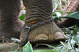 Shedding the Shackles of Shame