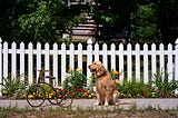 Beyond The White Picket Fence: A Journey of Healing and Hope