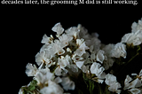 Image: Small white flowers against a black background. Text: It’s strange knowing that even now, almost two decades later, the grooming M did is still working. “Averted Gaze”