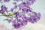 When Jacarandas Bloom