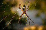 Camouflage Spider