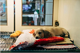 Puppy resting on a red blanket inside a veterinary hospital cage.