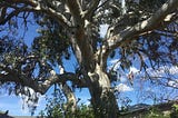 The Gum Tree