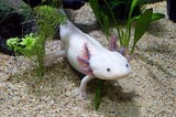Meeting with an axolotl — a mysterious creature from the underwater world