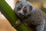 The Wild Can Be a ‘Death Trap’ For Some Rescued Wildlife Species