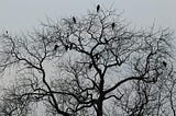 Biggest MLM Network Marketing Lesson From a Tree With Eagles