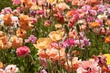 Tips & Photographs: The Flower Fields at Carlsbad