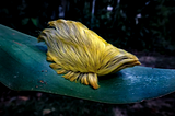 North America’s Most Venomous Caterpillar, The Furry Puss — please no touching