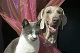 6 Effective Home Remedies for Your Dog or Cat