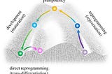 Stem cells and their potential use for medical treatments