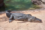 6 Cool Facts about Alligators