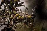 An olive tree with a few ripe and green olives after the rain.