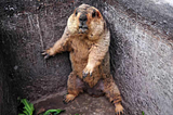 A groundhog in a square hole of some kind, pressing itself into one corner as if fearful