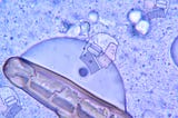 Adam Smith among Earth’s earliest bacteria
