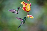 EARTH & US — Appreciating Birds