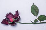 a wilted and dying red rose lying on a gray backg