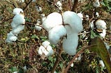 Organic Cotton farming