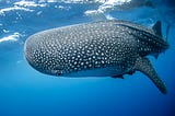SWIMMING WITH WHALE SHARKS IN THE MALDIVES
