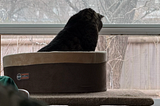 The Housecat Theory of the 10x Engineer