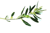 Your Words Can Be Weapons — or an Olive Branch