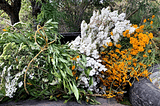 The back of a tuck with flowers from the campos of Santiago Matatlán in two bunches.